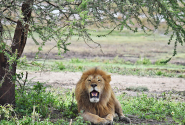 3 Days Spectacular Tanzania Safari